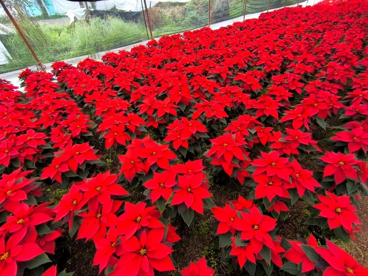 produjo-xochimilco-18-millones-de-nochebuenas-estan-listas-para-su-venta_80918ac4-494e-46cc-8483-25cb1d57c82e_medialjnimgndimage=fullsize