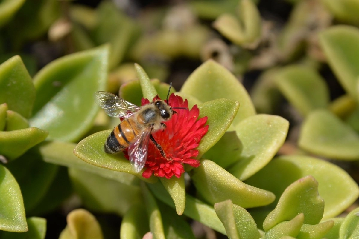 crean-315-jardines-para-polinizadores-en-edomex-ampliaran-estrategia-en-2026_b736f701-b99d-47c8-816a-f6261c9962bd_medialjnimgndimage=fullsize