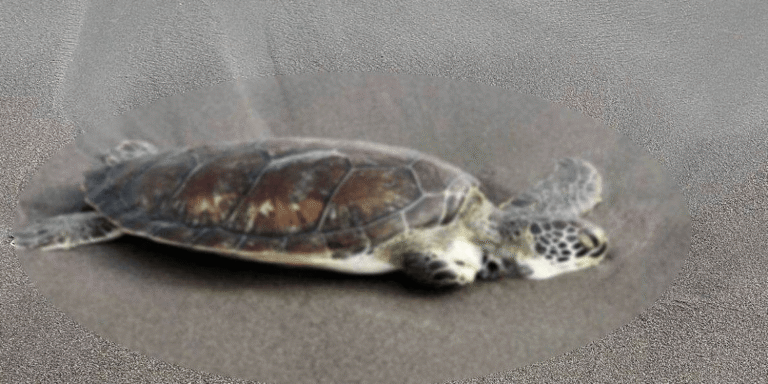 crop-w1179-h589-whatsapp-image-2026-03-18-at-52752-pm-9a7b2b56