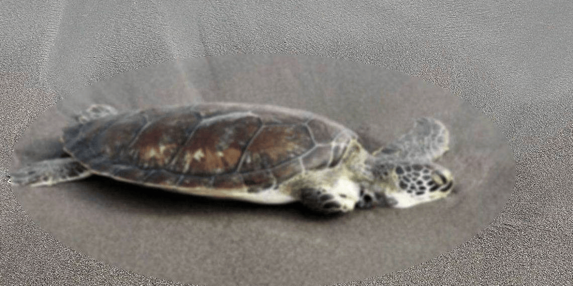 crop-w1179-h589-whatsapp-image-2026-03-18-at-52752-pm-9a7b2b56