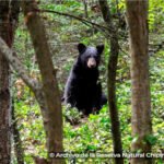 grupo-bimbo-firma-convenio-para-fortalecer-la-conservacion-del-oso-negro-mexicano_722082c0-9cbc-45a4-826b-b6243927fa5c_media