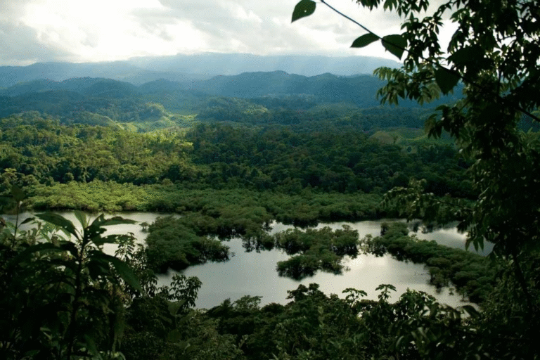 impulsan-proyecto-regional-para-proteger-la-selva-maya-en-el-sureste_d025c5bd-642c-4318-bbe1-dc8e6c65c8c3_medialjnimgndimage=fullsize