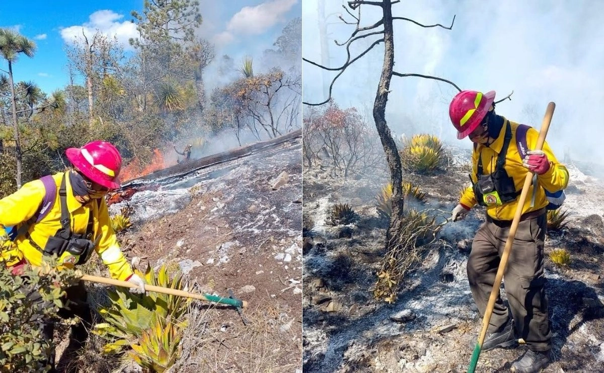 incendio-arrasa-mas-de-200-hectareas-en-area-protegida-de-la-mariposa-monarca-en-tamaulipas_4a49b052-0f02-4e9b-b54b-acefeae7abdf_medialjnimgndimage=fullsize
