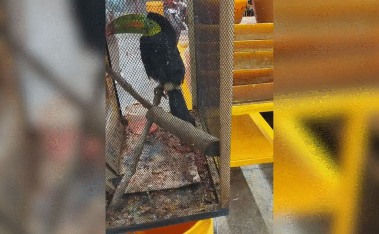 reportan-venta-de-tucan-especie-protegida-en-central-de-abasto-de-oaxaca_764b9c4b-6f99-4a89-99f8-a523678b4e6f_media (1)