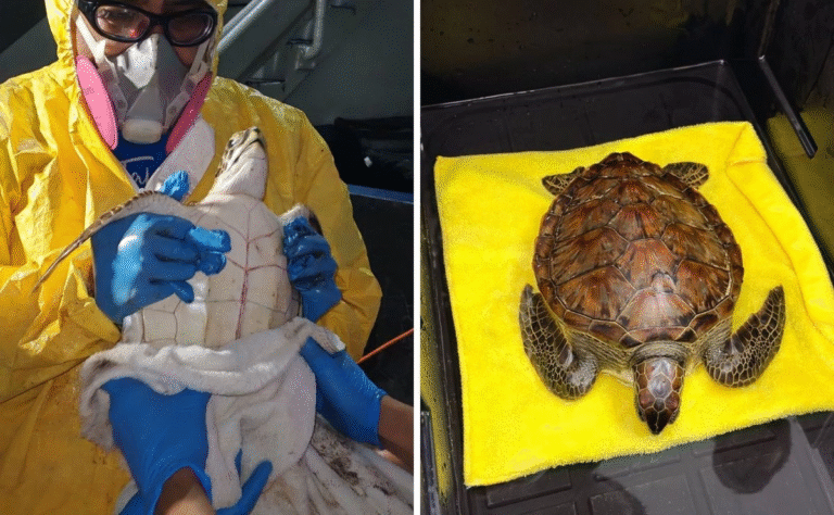 rescatan-a-tortuga-verde-cubierta-de-chapopote-en-playa-de-la-riviera-veracruzana_3da21dd8-1d1b-4639-b316-f1adc2084625_medialjnimgndimage=fullsize