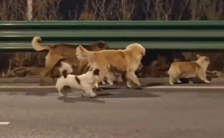 siete-perros-escapan-de-un-rastro-en-china-y-caminan-16-kilometros-para-volver-a-casa_713a4104-5813-49a1-ba62-67bcb90a186f_medialjnimgndimage=fullsize