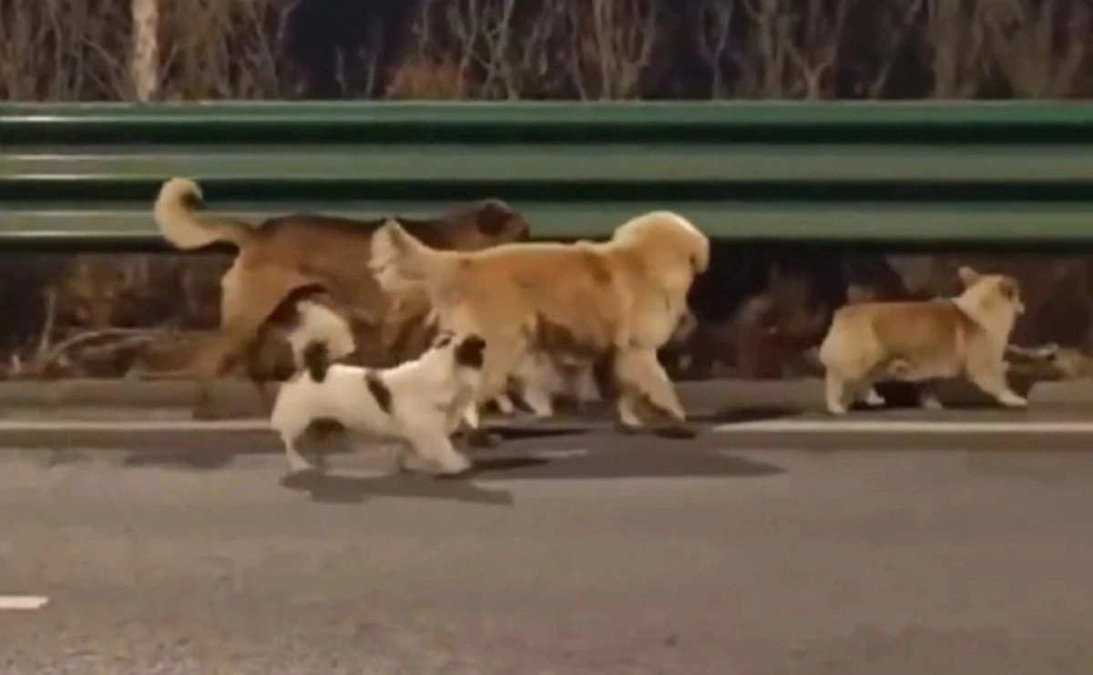 siete-perros-escapan-de-un-rastro-en-china-y-caminan-16-kilometros-para-volver-a-casa_713a4104-5813-49a1-ba62-67bcb90a186f_medialjnimgndimage=fullsize