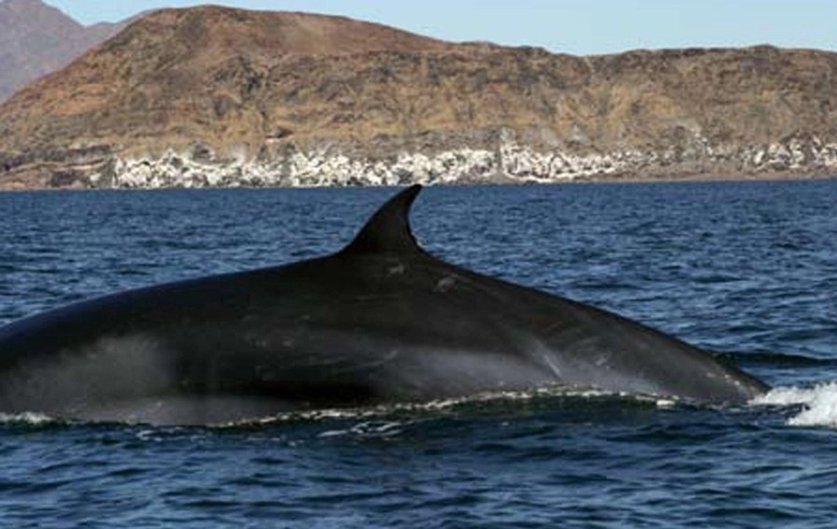 ambientalistas-ganan-suspension-que-prohibe-navegacion-de-buques-en-habitat-de-ballenas-en-golfo-de-california_44b5d005-a03b-4794-b90c-9894e5679f51_medialjnimgndimage=fullsize