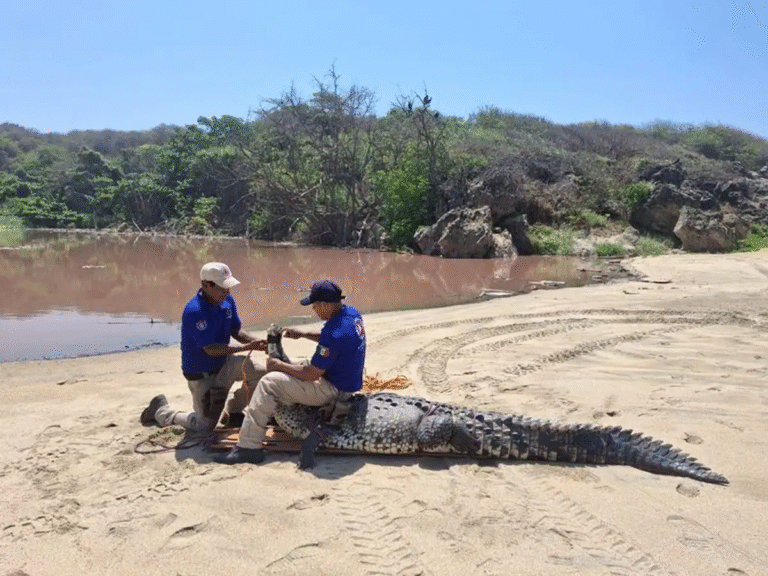 capturan-a-un-cocodrilo-de-tres-metros-en-playa-bacocho-de-oaxaca_66919db7-15a9-4311-a5c9-84d7fba13451_media
