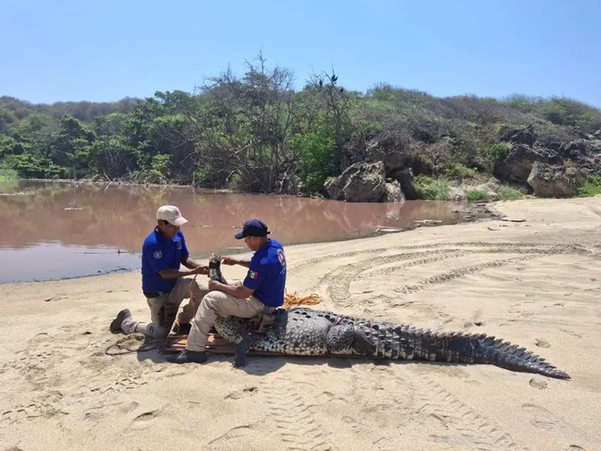 capturan-a-un-cocodrilo-de-tres-metros-en-playa-bacocho-de-oaxaca_66919db7-15a9-4311-a5c9-84d7fba13451_media
