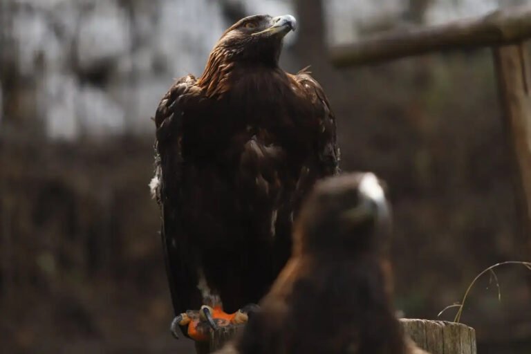 hallan-nuevo-territorio-de-anidacion-del-aguila-real-en-coahuila_acbd5131-2d91-4bfa-aac9-7659f9df5c08_media