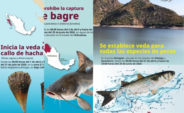 inicia-veda-en-15-estados-para-pesca-de-al-menos-cinco-especies_6c0856e6-da50-491d-8a24-65c5c490d1b3_medialjnimgndimage=fullsize