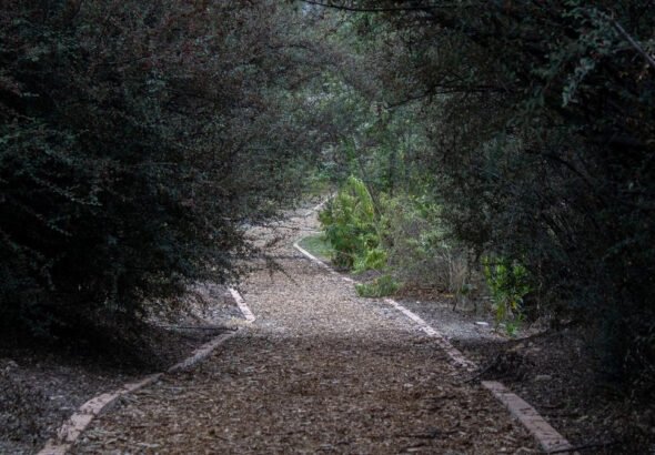 retiran-66-toneladas-de-basura-y-plantan-65-arboles-en-la-cuarta-seccion-del-bosque-de-chapultepec_c636540a-1c0d-4fc1-a890-2ae0cfc8deb6_medialjnimgndimage=fullsize