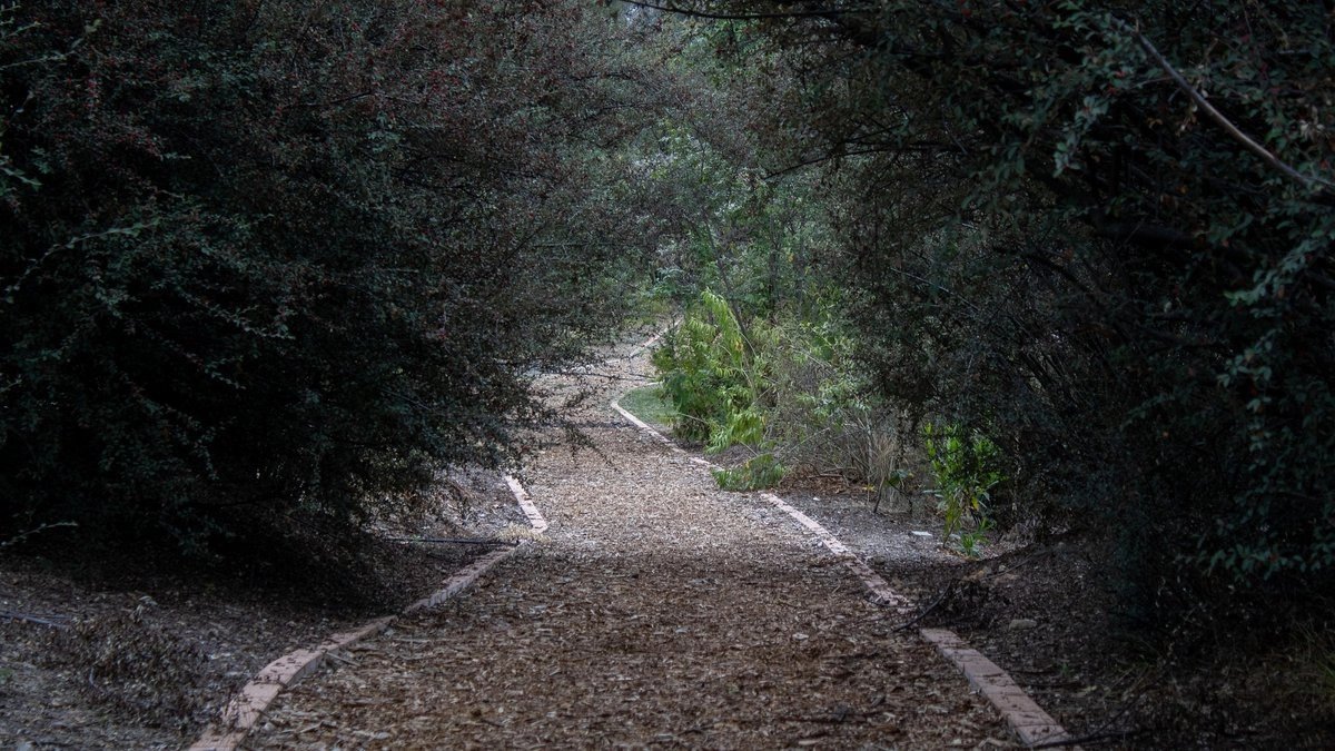 retiran-66-toneladas-de-basura-y-plantan-65-arboles-en-la-cuarta-seccion-del-bosque-de-chapultepec_c636540a-1c0d-4fc1-a890-2ae0cfc8deb6_medialjnimgndimage=fullsize
