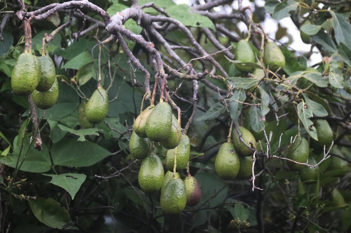 semarnat-profeco-y-productores-firman-acuerdo-para-promover-el-aguacate-sustentable_d9039509-d263-41ad-889e-8e8c79728424_medialjnimgndimage=fullsize