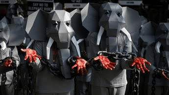 simpatizantes-peta-vestidos-elefantes-encadenados