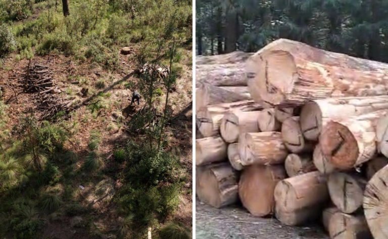 tala-ilegal-devasta-bosque-el-ocotal-en-chalco-ante-la-vista-de-las-autoridades_a1e096f9-a0df-453b-8bb8-d07e9c7ff67b_medialjnimgndimage=fullsize