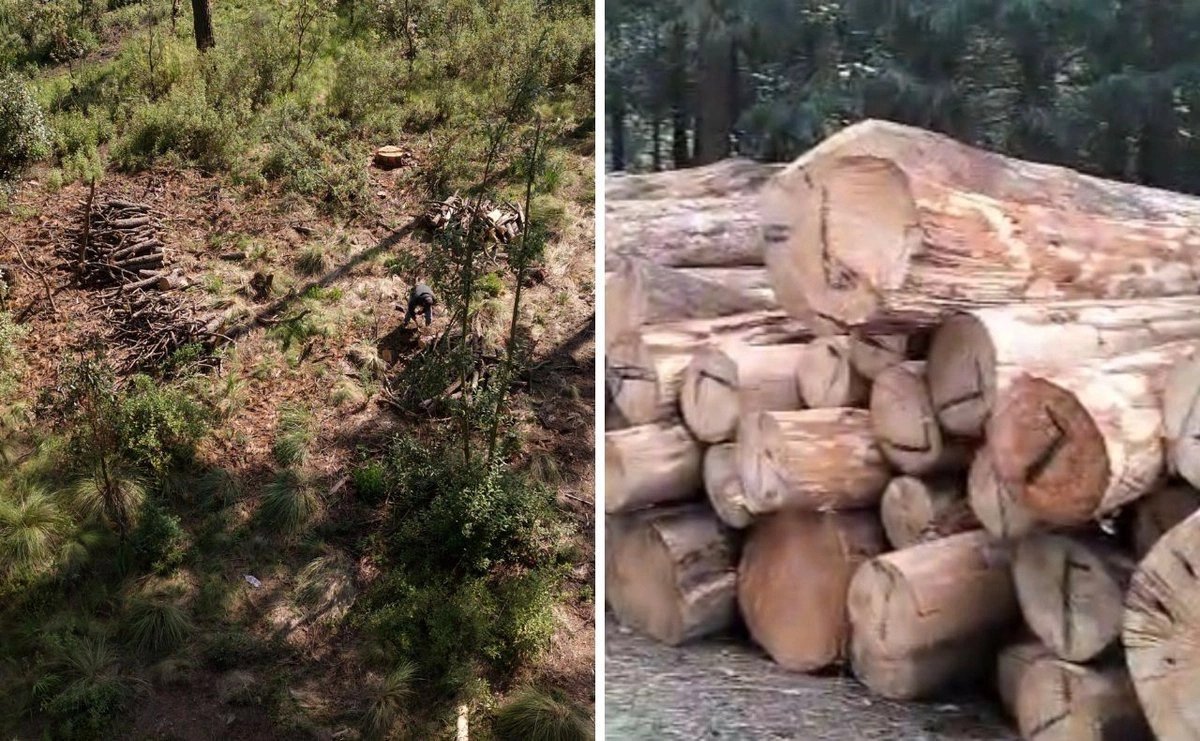tala-ilegal-devasta-bosque-el-ocotal-en-chalco-ante-la-vista-de-las-autoridades_a1e096f9-a0df-453b-8bb8-d07e9c7ff67b_medialjnimgndimage=fullsize