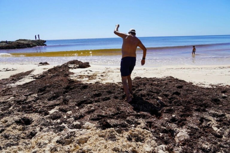 tortuga-caguama-quedo-atrapada-en-el-sargazo-de-la-playa-paraiso-en-tulum-qr_6d943164-79fb-4958-bb82-27a5a5ce237a_medialjnimgndimage=fullsize