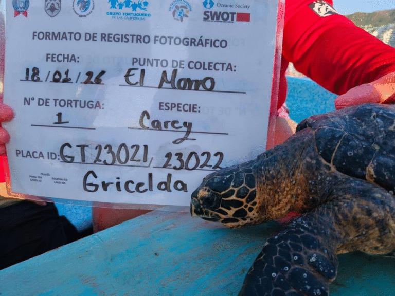 guerrero-ambientalistas-alertan-por-tortugas-muertas-atrapadas-en-culebrinas-en-acapulco_43a27310-65