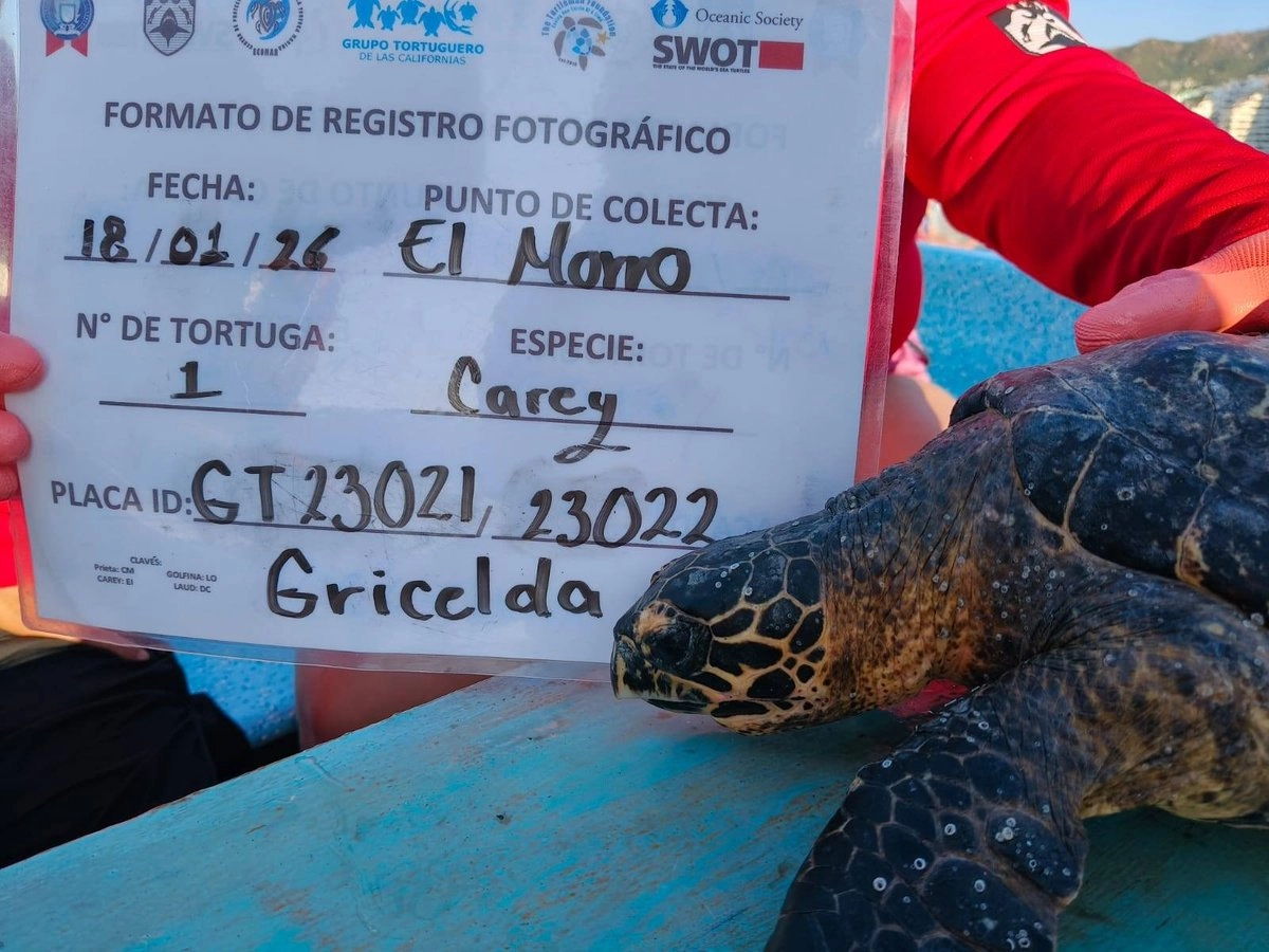 guerrero-ambientalistas-alertan-por-tortugas-muertas-atrapadas-en-culebrinas-en-acapulco_43a27310-65