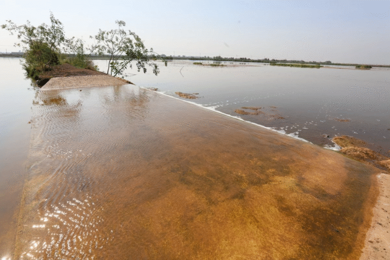 humedal-en-area-protegida-del-lago-de-texcoco-toma-forma-con-ayuda-de-bordos-e-inundaciones_78e80697-2d0f-4159-adb7-c59d4016cce3_medialjnimgndimage=fullsize