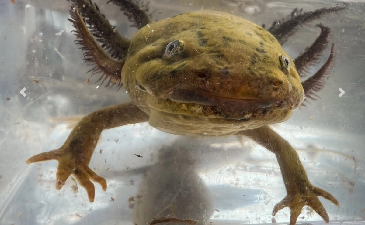 registran-avistamiento-de-cinco-ajolotes-del-altiplano-en-tlahuac_b34f9775-0e52-48ec-b638-348f5c135c7f_medialjnimgndimage=fullsize