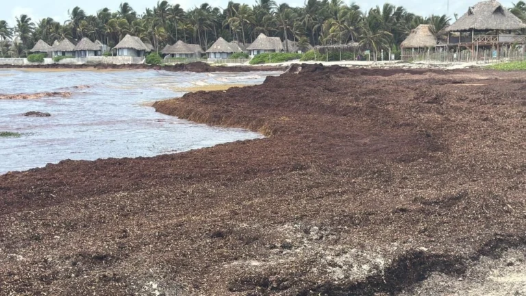 arribo-de-sargazo-a-tulum-amerita-declarar-emergencia-ambiental-advierte-especialistas_42044617-85a4-478f-8fe0-f5b494fc7777_medialjnimgndimage=fullsize