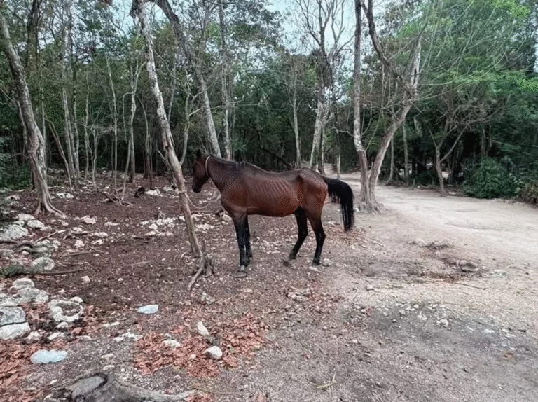 maltrato-de-doce-caballos_0c1d1bbd-2088-49c7-be0f-a841877790c4_medialjnimgndimage=fullsize