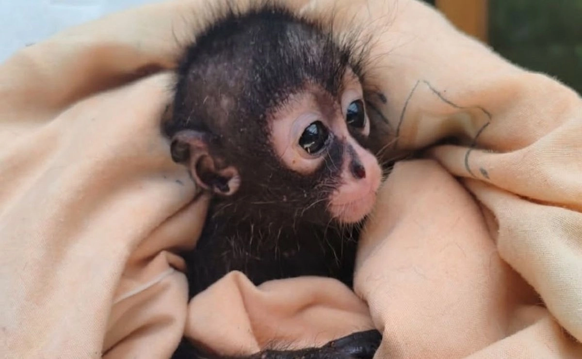 mercado-negro-de-fauna-silvestre-encontro-en-redes-sociales-un-nuevo-canal-de-venta_0d2bb3e7-323e-4f1f-a9ff-4993699980b0_medialjnimgndimage=fullsize