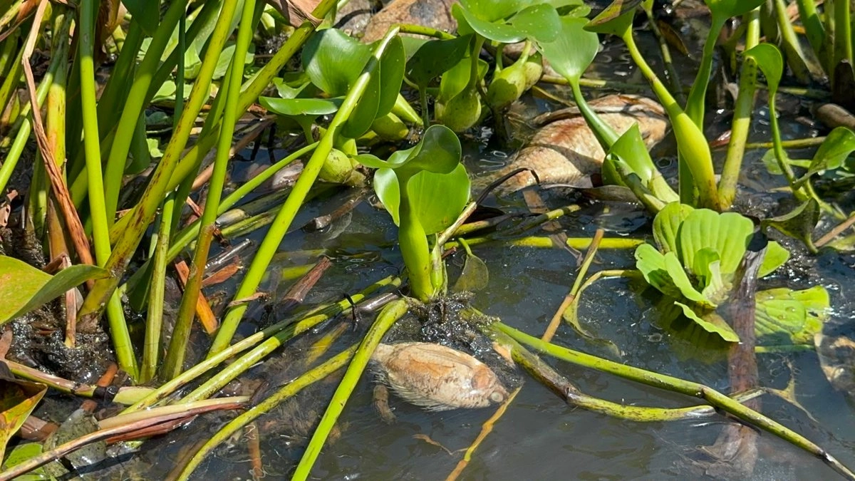 nahle-anuncia-sanciones-contra-alcoholera-por-mortandad-de-peces-en-veracruz_f46ea9e8-80f2-476a-85bb-76bebcbbb969_medialjnimgndimage=fullsize