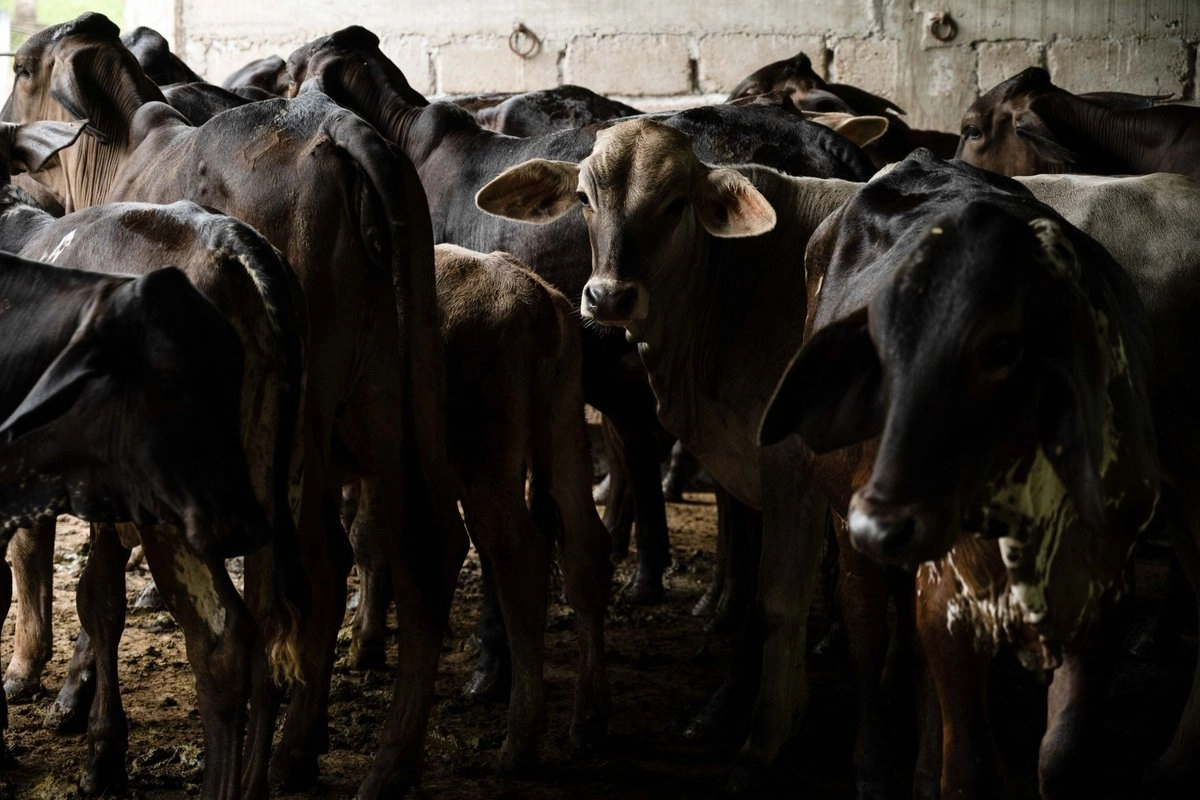 por-gusano-barrenador-se-suspende-el-ingreso-de-animales-vivos-de-eu-a-mexico_5159e27c-dfd5-495c-9435-fca768b90021_medialjnimgndimage=fullsize