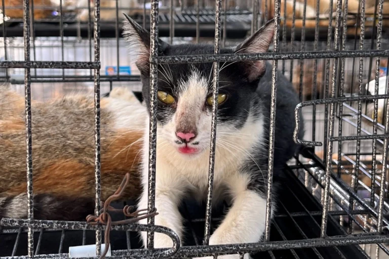 rescatan-mas-de-400-gatos-vivos-en-operativo-contra-trafico-de-animales-domesticos-en-vietnam_ad6f95e9-60b3-46f7-a014-9486fd1dda99_medialjnimgndimage=fullsize