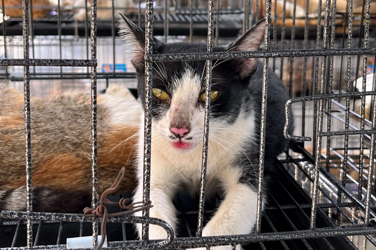 rescatan-mas-de-400-gatos-vivos-en-operativo-contra-trafico-de-animales-domesticos-en-vietnam_ad6f95e9-60b3-46f7-a014-9486fd1dda99_medialjnimgndimage=fullsize
