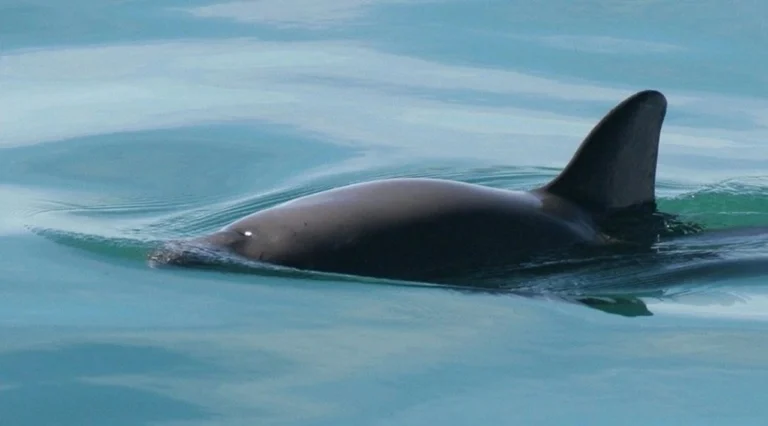 avistan-vaquitas-marinas-en-el-alto-golfo-de-california-y-area-de-extension_733db716-0e56-45bc-a777-e58008147854_medialjnimgndimage=fullsize