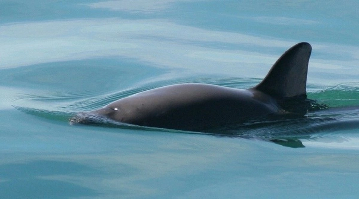 avistan-vaquitas-marinas-en-el-alto-golfo-de-california-y-area-de-extension_733db716-0e56-45bc-a777-e58008147854_medialjnimgndimage=fullsize
