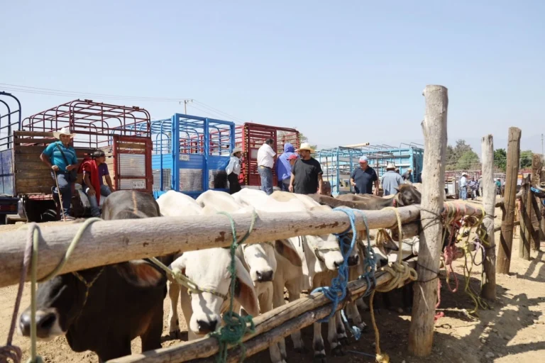 disminuyen-29-casos-activos-en-ganado-de-gusano-barrenador-en-tamaulipas_bd46fdd8-348d-43f4-ad0b-d46cf926dd2e_medialjnimgndimage=fullsize
