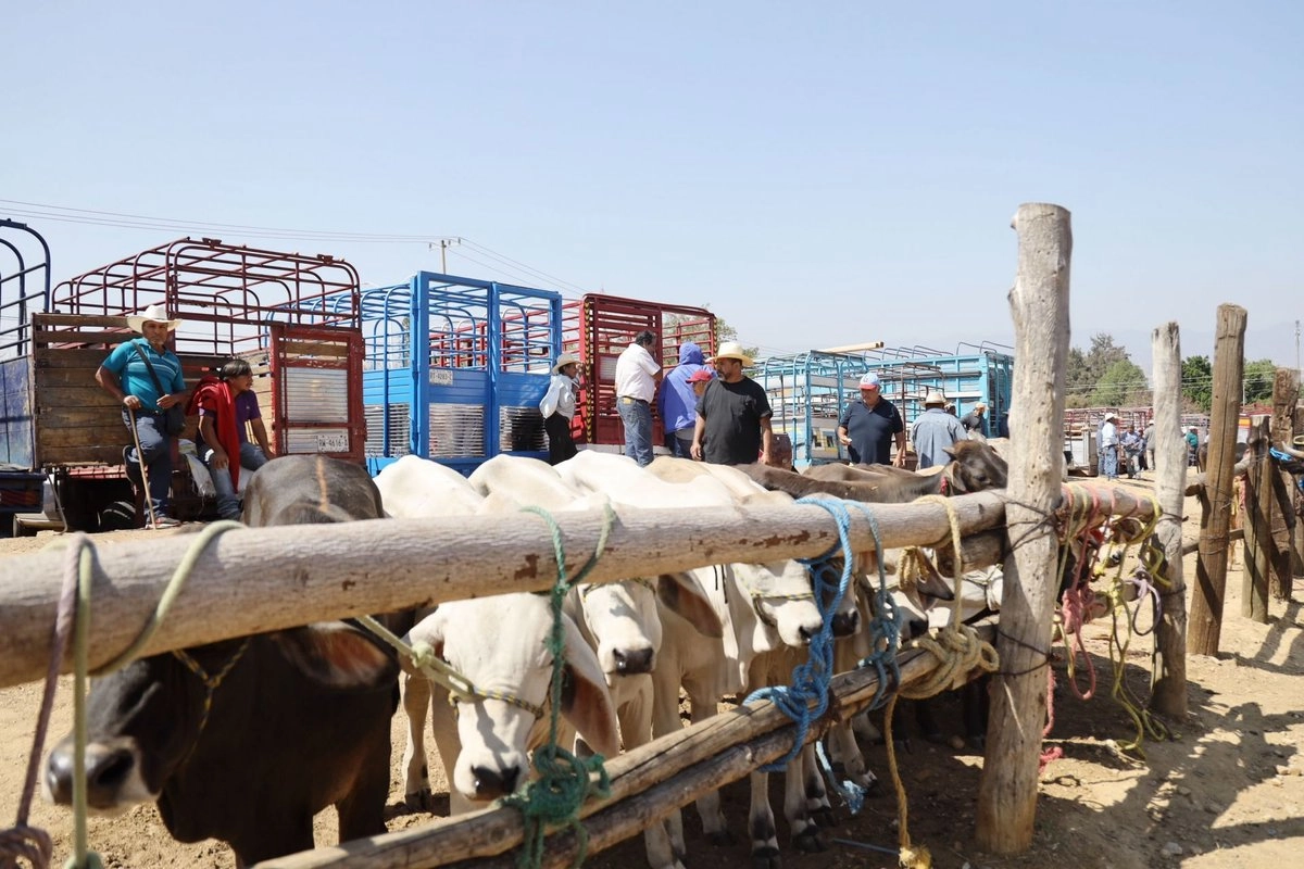 disminuyen-29-casos-activos-en-ganado-de-gusano-barrenador-en-tamaulipas_bd46fdd8-348d-43f4-ad0b-d46cf926dd2e_medialjnimgndimage=fullsize