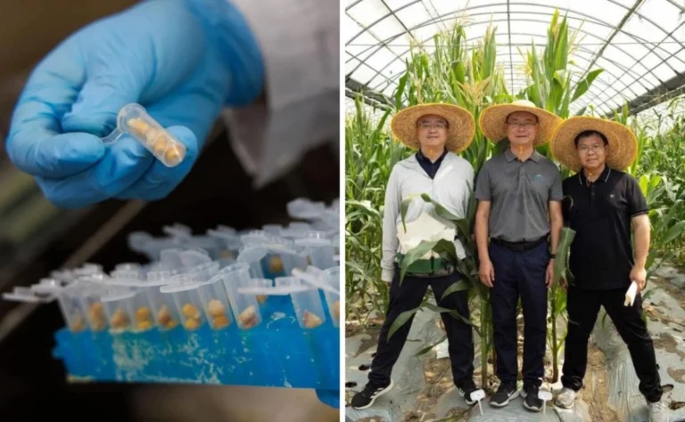 investigadores-chinos-descubren-gen-que-permite-mejorar-el-valor-nutricional-del-maiz_ccb20b37-3650-4bf8-bfb1-55f0e366e90e_medialjnimgndimage=fullsize