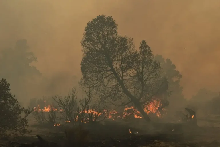 cambio-climatico-y-el-nino-traeran-mayor-riesgo-de-incendios-forestales-conafor_2dd06dc9-9266-496f-80b5-6f3acd3f4ca6_media