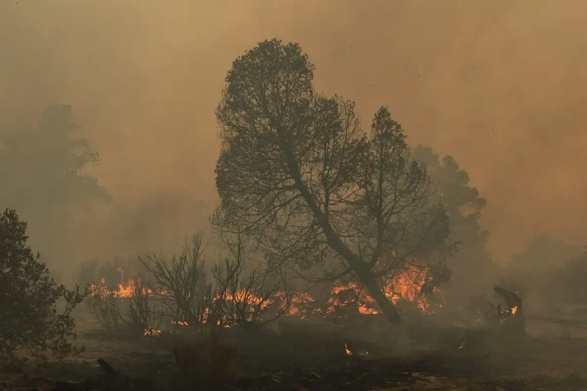 cambio-climatico-y-el-nino-traeran-mayor-riesgo-de-incendios-forestales-conafor_2dd06dc9-9266-496f-80b5-6f3acd3f4ca6_media