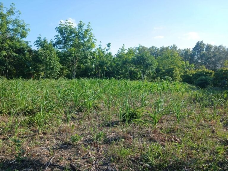 sequia-afecta-100-mil-hectareas-en-chiapas-y-pon